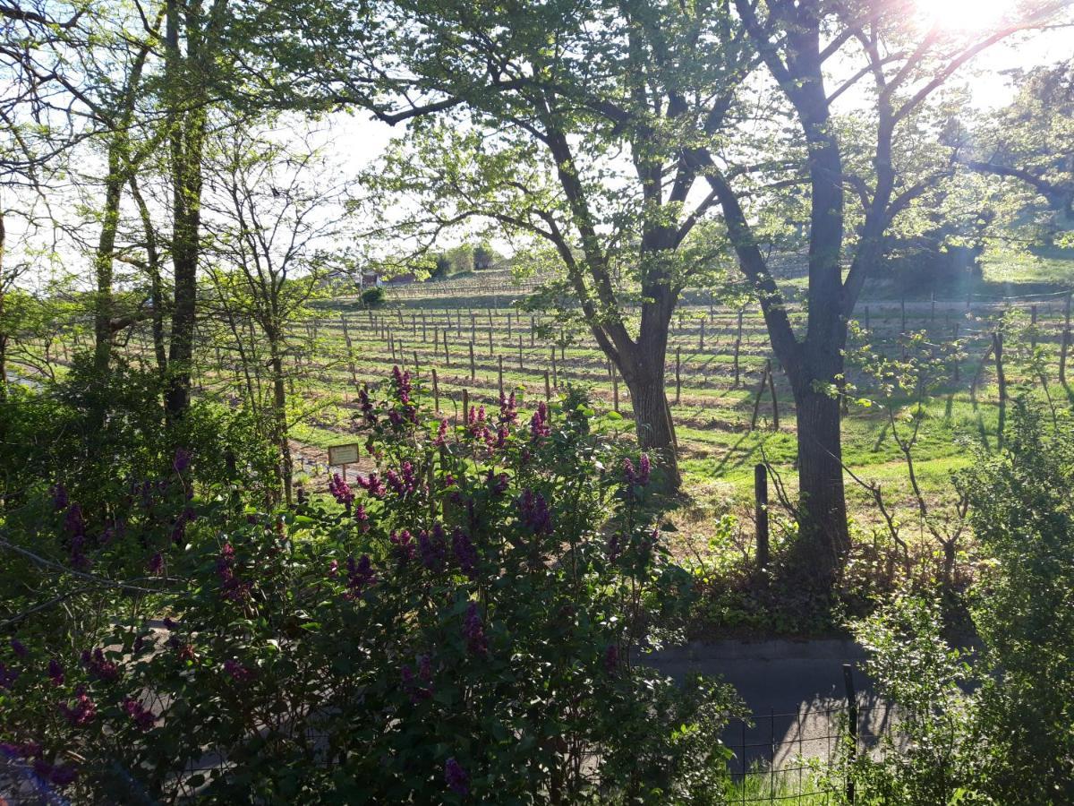Pilikan Apartments - Park, Agroturism, Vineyard & Farm Черсектомай Екстериор снимка
